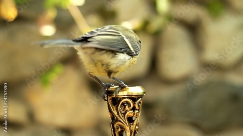 Great tit_54073613