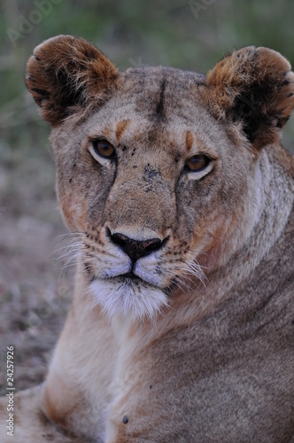 Fototapeta Naklejka Na Ścianę i Meble -  Lioness (Panthera leo), Masai Mara, Kenya