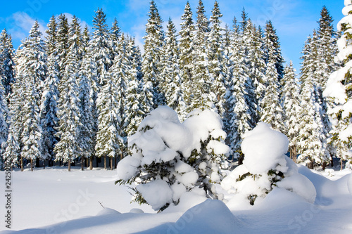 Winter tree