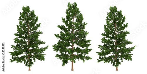 isolated 3d tree © openbestdesign