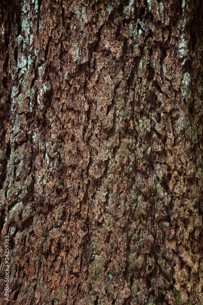Fototapeta premium Bark