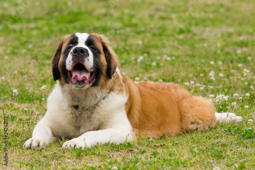 фотографія セント・バーナード　St.Bernard
