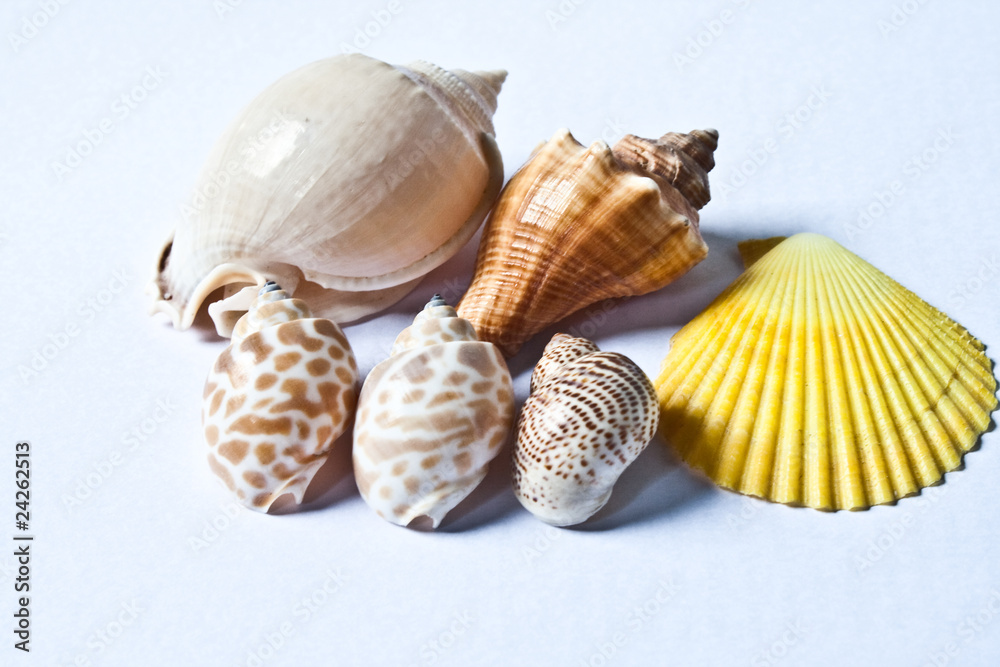 Shells Shells