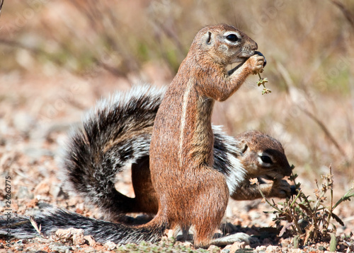 Two ground squirrels eating grass seeds on the ground