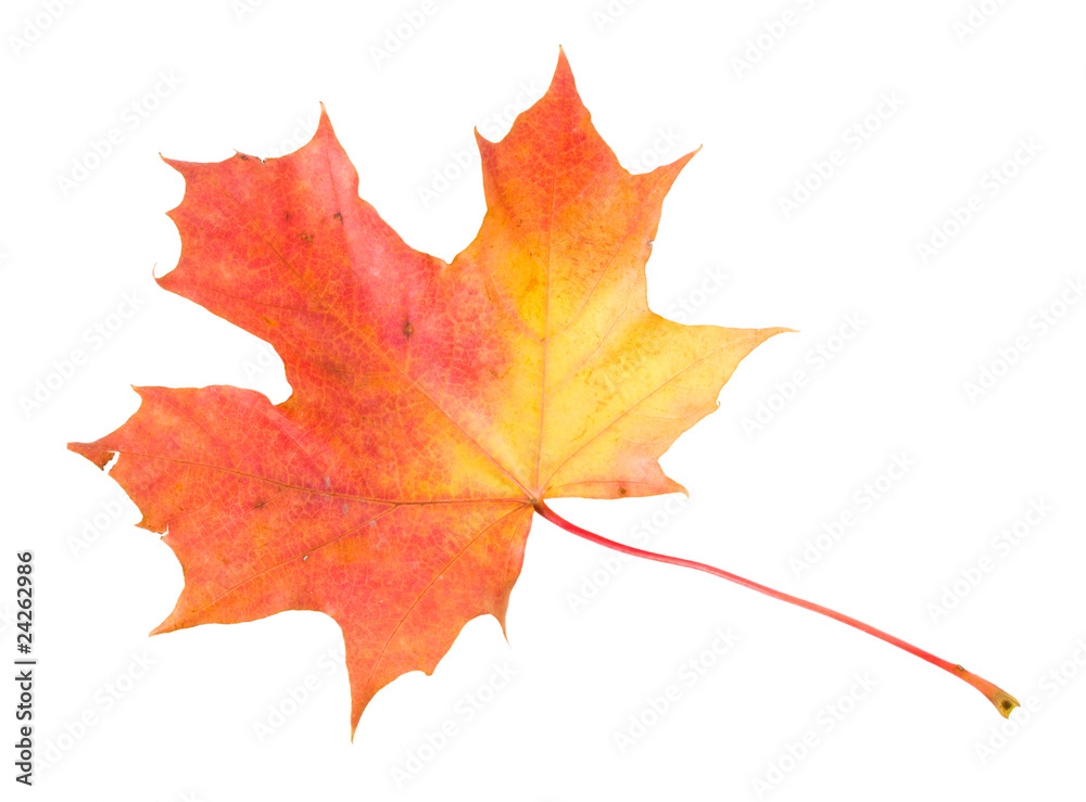 red-yellow maple leaf isolated on white red-yellow maple leaf isolated on white