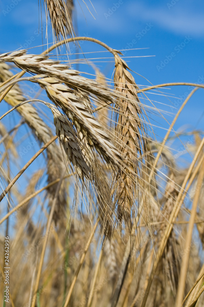 Fototapeta premium ripe rye ears against a blue sky