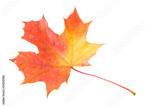 red-yellow maple leaf isolated on white