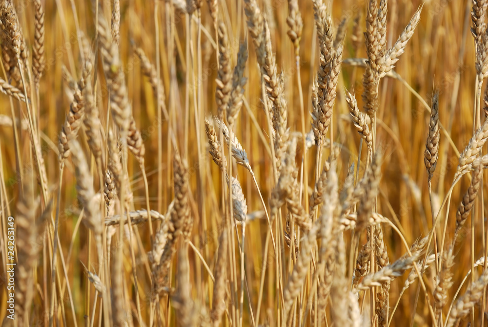 Cereal field Cereal field