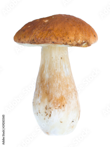 wild mushroom isolated