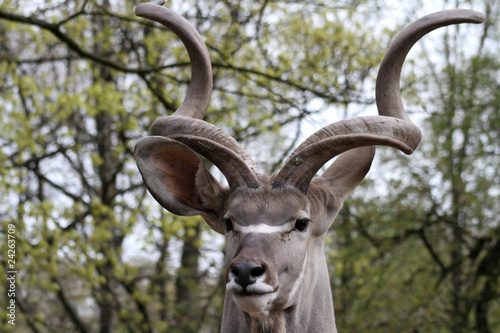 gro  er Kudu