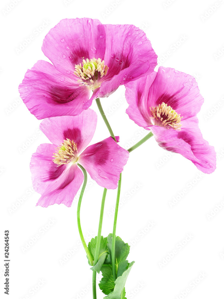 pink poppies