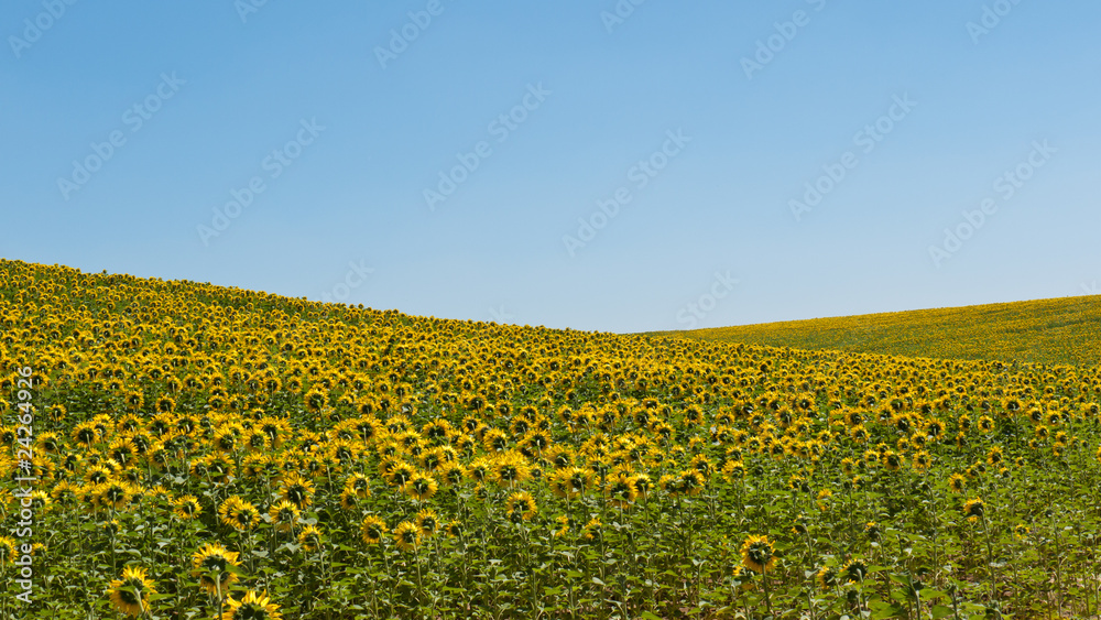 Obraz premium Sunflowers scenery