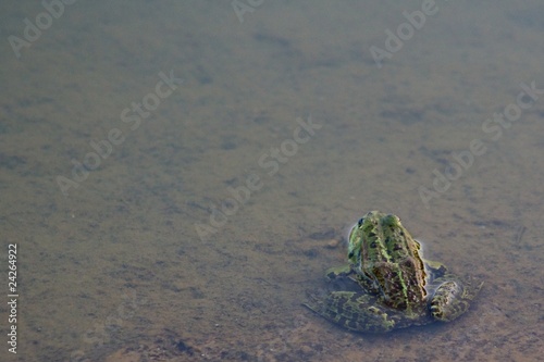frog in the lake