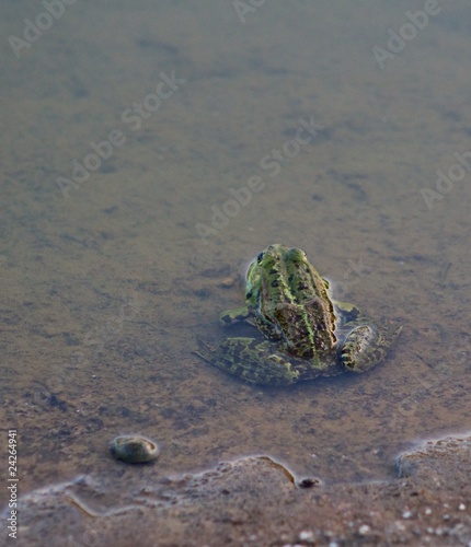 frog in the lake