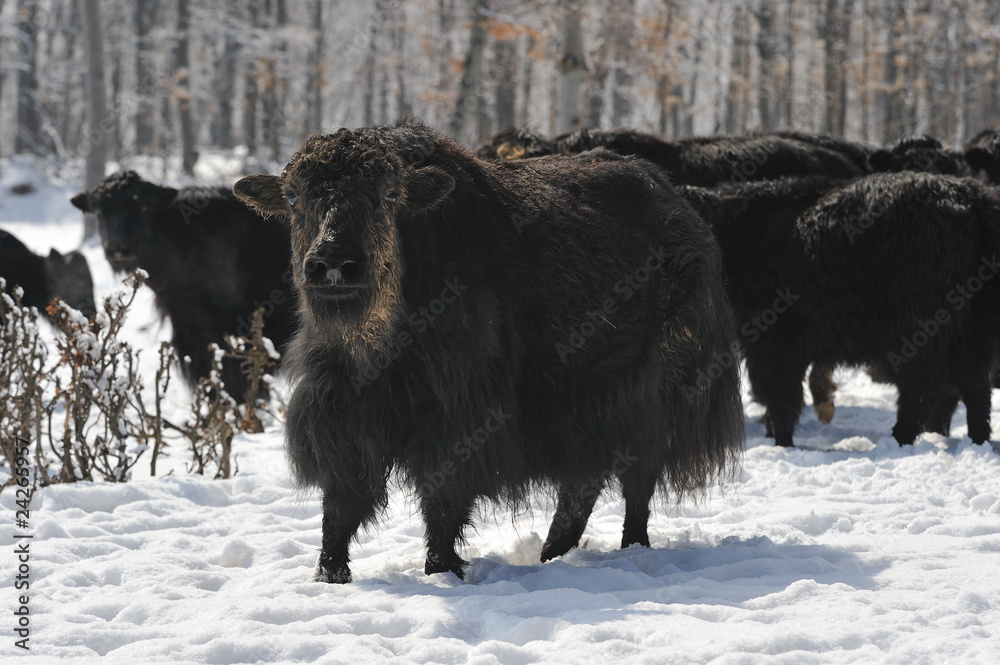 Fototapeta premium yak in winter