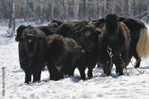 yak in winter
