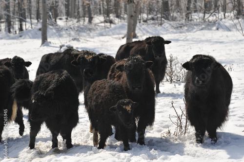 yak in winter