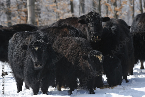 yak  in winter photo