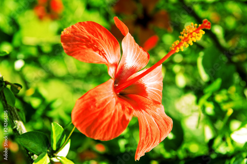 red tropical flower on a ba...