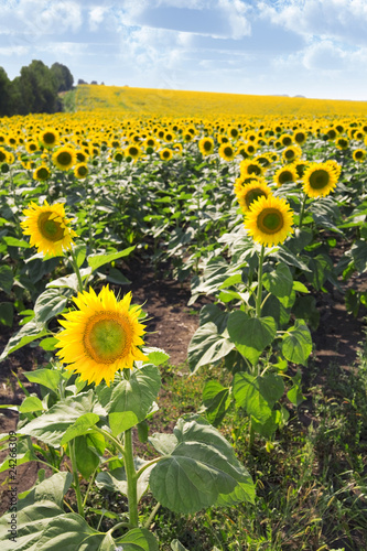 sunflowers on a farmer fiel...