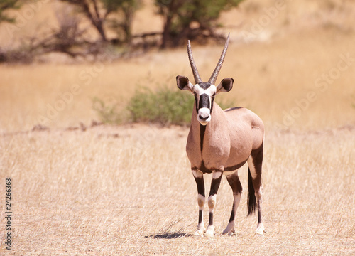 Single Gemsbok (Oryx Gazella)