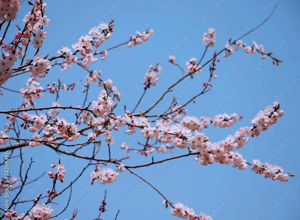 Sakura branch Sakura branch