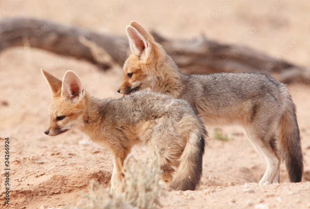 Fototapeta premium Alert Black-backed Jackal (Canis mesomelas)