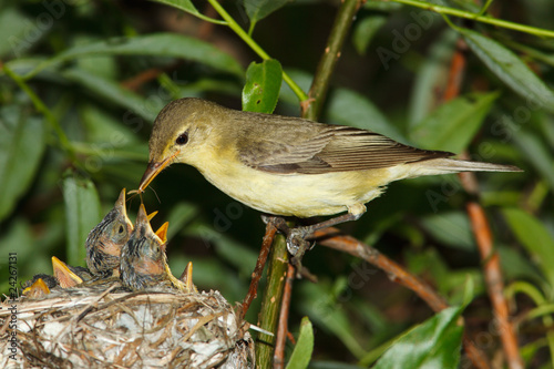 Icterine Warbler, Hippolais icterina by the Nest