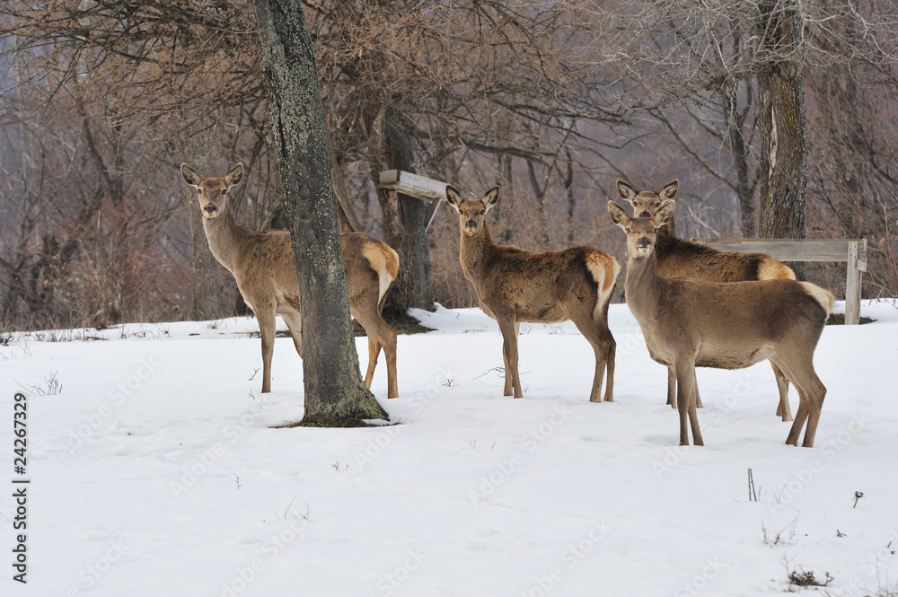 deer roe deer roe