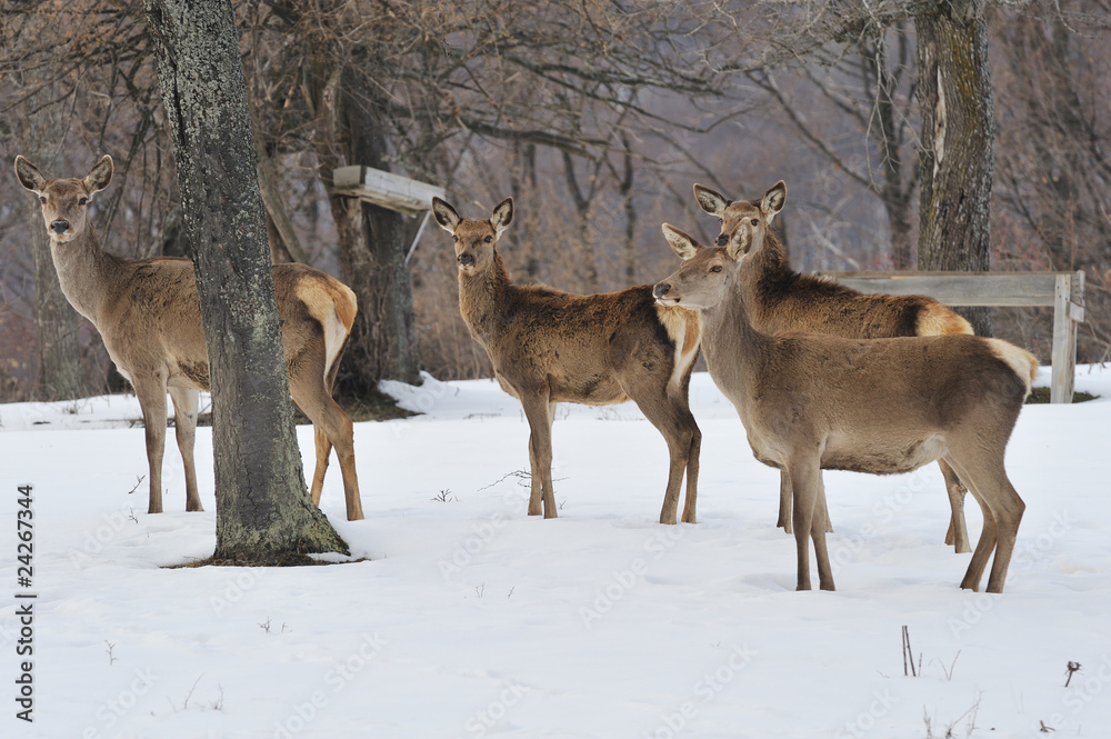 deer roe deer roe