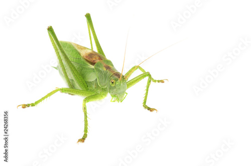 Grasshopper © Vidady