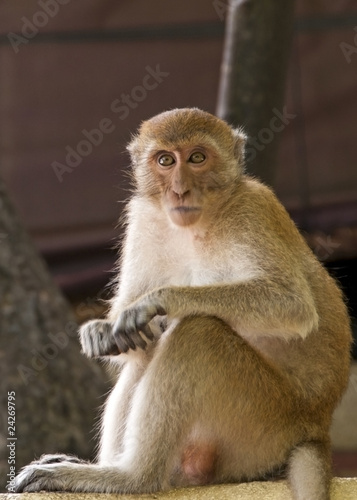 Monkey Stare