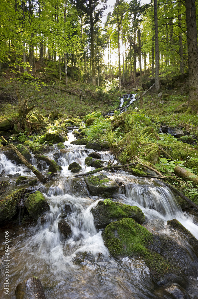 Fototapeta premium Schwarzwald 2