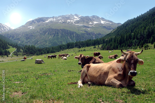 mucche al pascolo photo