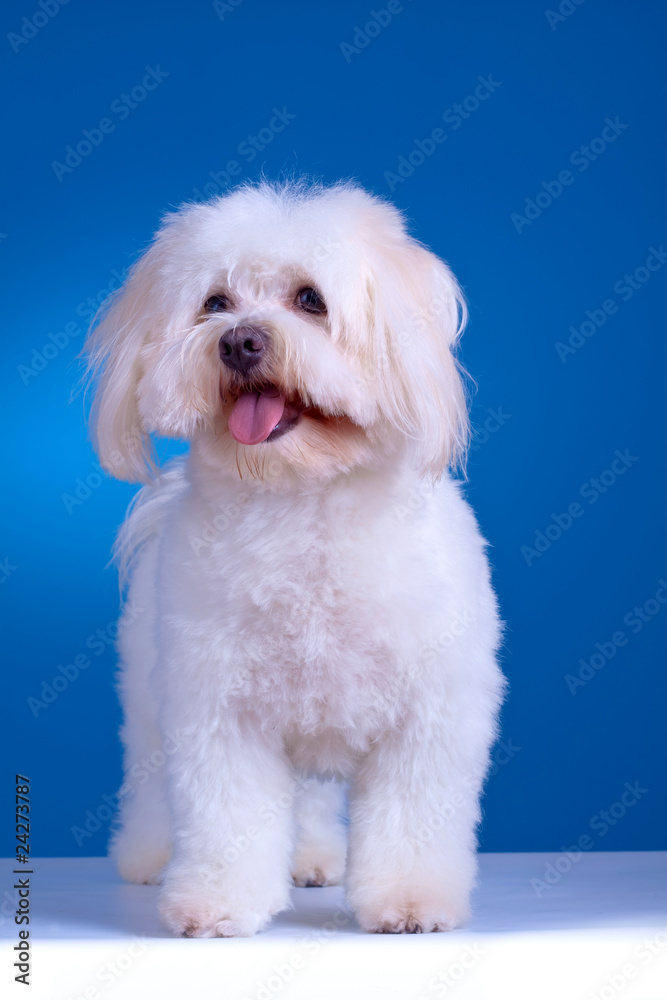 maltese dog standing maltese dog standing
