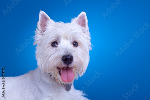 face of a westie