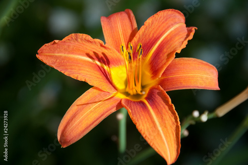Fototapeta Naklejka Na Ścianę i Meble -  Flowering Orange Tiger Lily