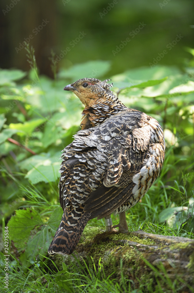 Auerhuhn Auerhuhn