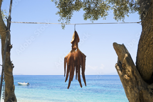 octopus hanging on line to dry in Greece. photo