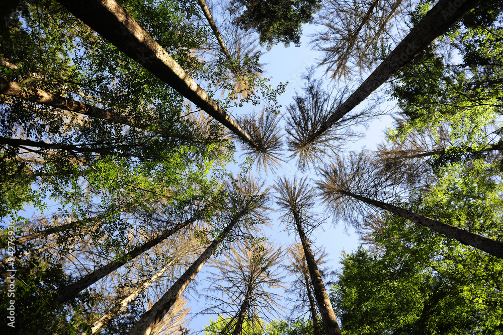 Fototapeta premium Waldsterben