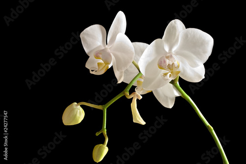 Fototapeta Naklejka Na Ścianę i Meble -  White orchid (Phalaenopsis)