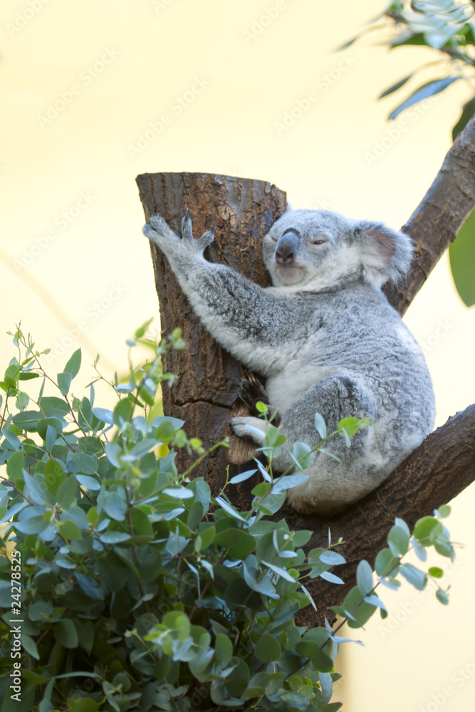 Fototapeta premium Koala Bär