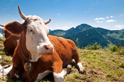 Kuh auf bayerischer Alm