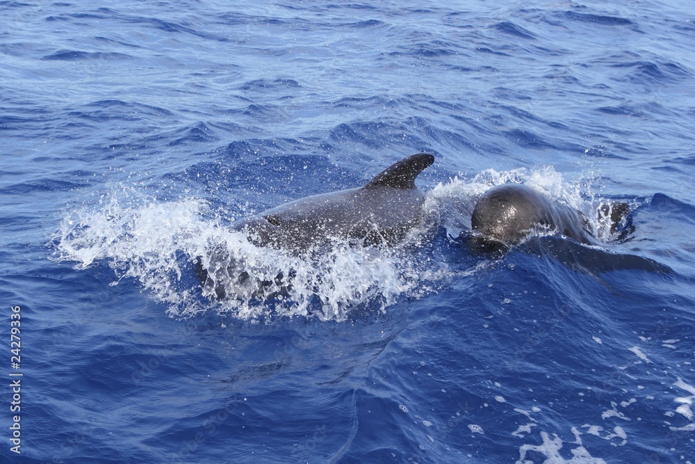 Obraz premium pilot whales free with baby in mediterranean