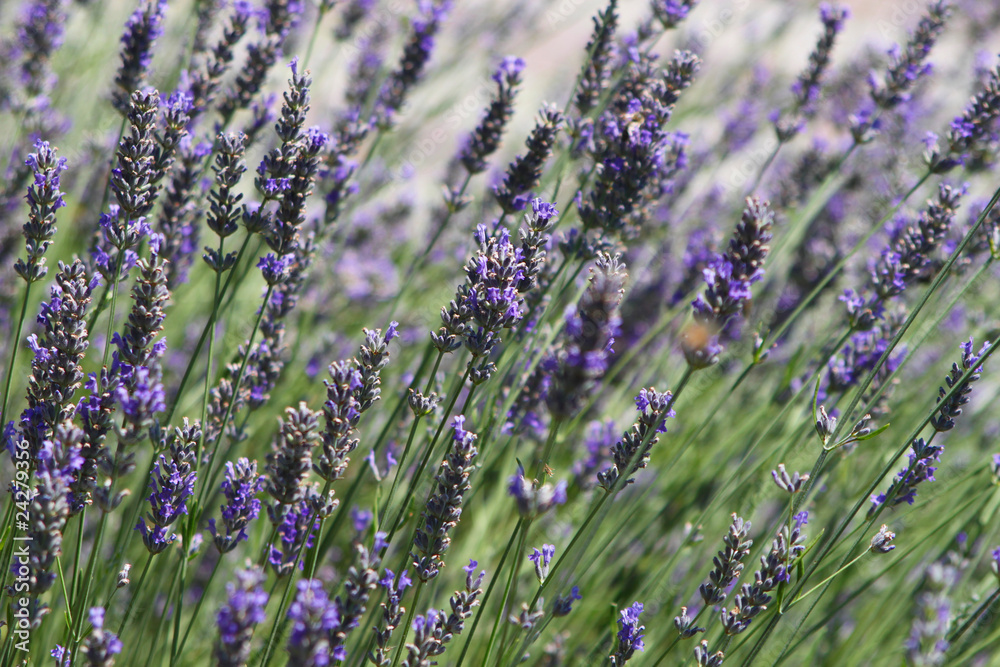 Naklejka premium Echter Lavendel -