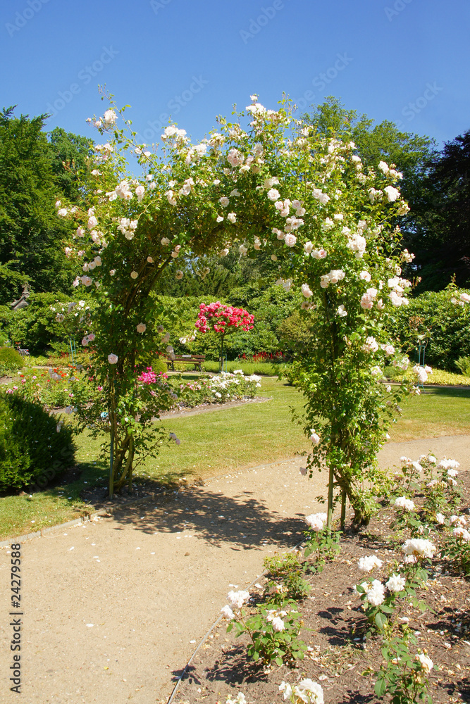 der Rosenbogen der Rosenbogen