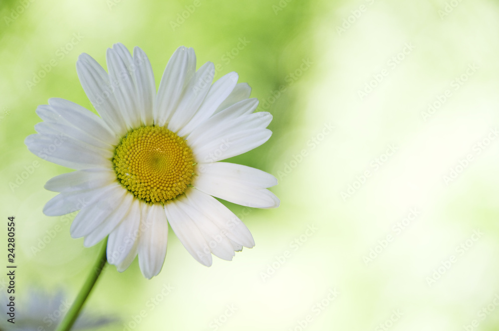 Fototapeta premium Daisy