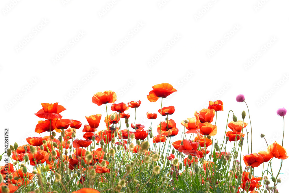 Naklejka premium Red poppies