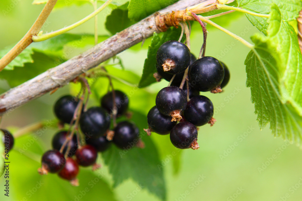 schwarze jochanisbeeren schwarze jochanisbeeren