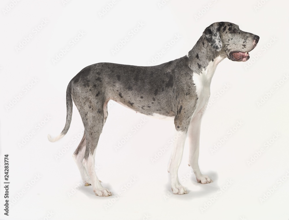 Great Dane Dog